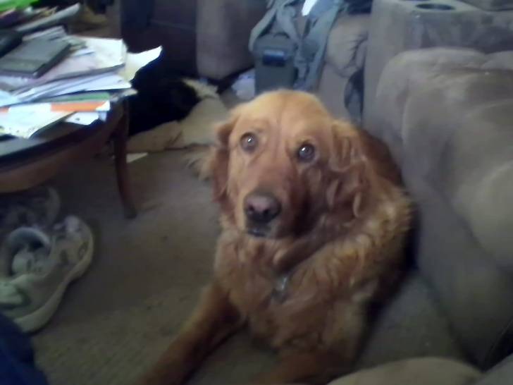 Jocalyn - Golden Retriever (3 ans)