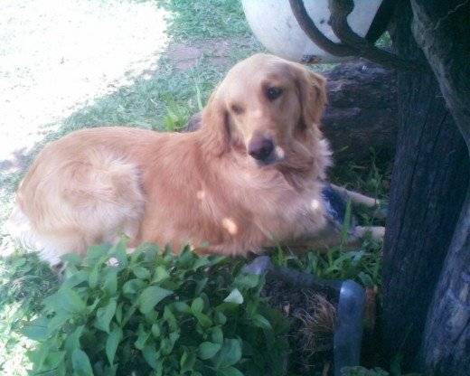 Rousi - Golden Retriever (4 ans)