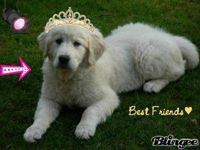 Cannelle - Golden Retriever (1 an)