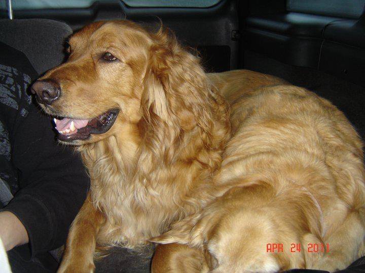 Simba - Golden Retriever Mâle (5 ans)