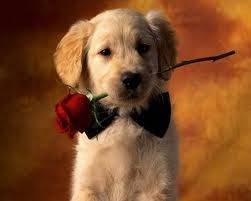 Golden - Golden Retriever (8 mois)