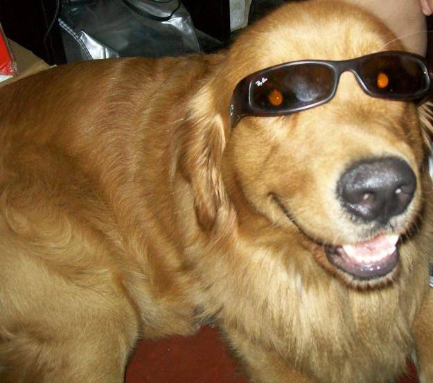 Luna - Golden Retriever (2 ans)