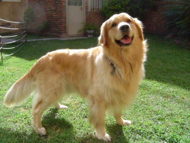 Luna - Golden Retriever (2 ans)