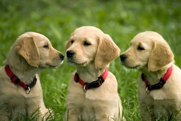 Samuel and Brothers - Golden Retriever (7 mois)