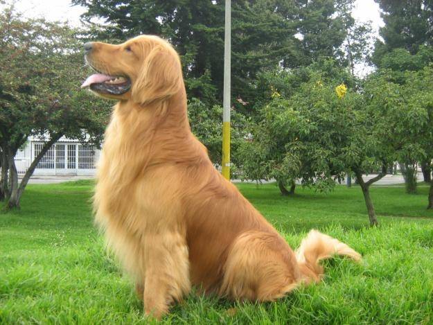 Luna - Golden Retriever (1 an)