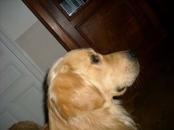 césar - Golden Retriever Mâle (2 ans)