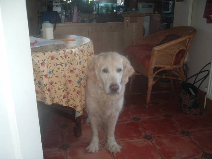 tillie - Golden Retriever (Autre)