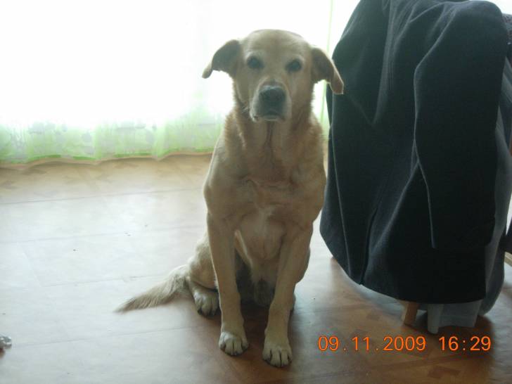 paf - Golden Retriever Mâle (11 ans)