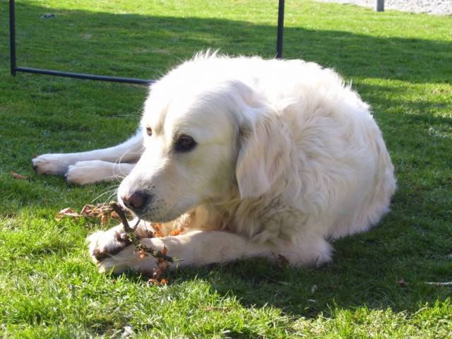 Pango - Golden Retriever Mâle (2 ans)