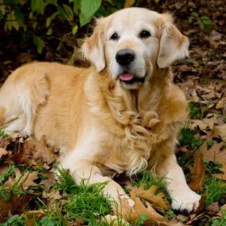lili - Golden Retriever (2 ans)