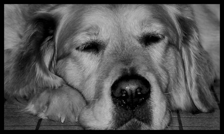 Renda - Golden Retriever (9 ans)