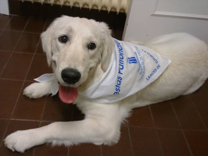 Cora - Golden Retriever (10 mois)