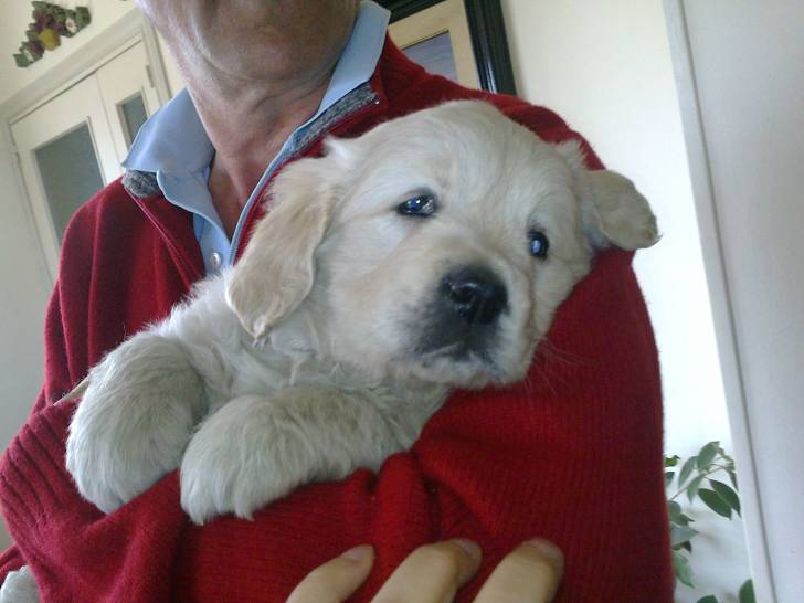 Corita - Golden Retriever (2 mois)