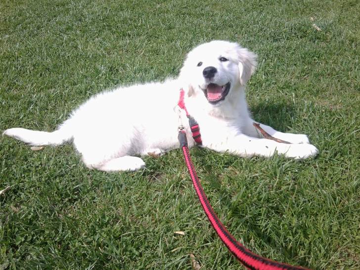 Corita - Golden Retriever (2 mois)