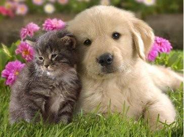 chein - Golden Retriever (7 mois)