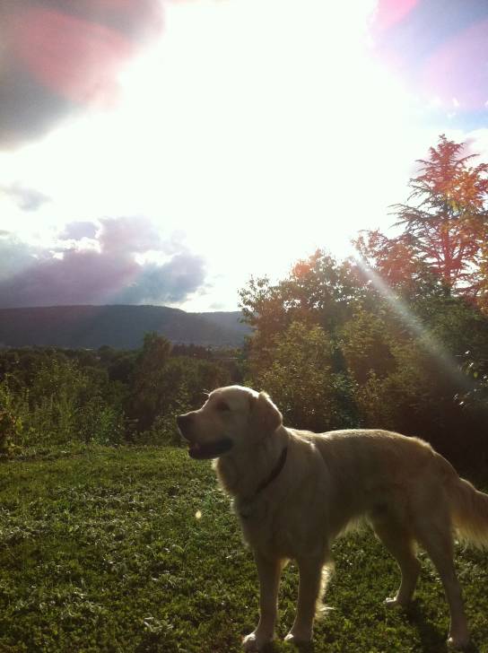 Lemmy - Golden Retriever Mâle (1 an)