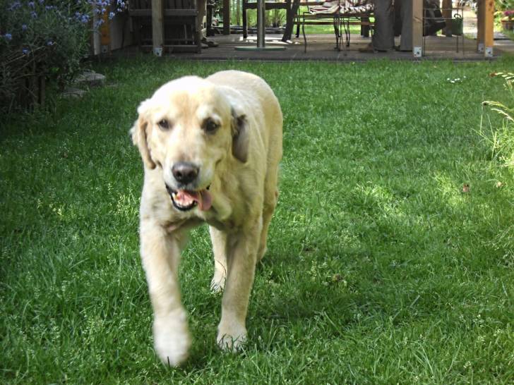 Giani - Golden Retriever Mâle (8 ans)