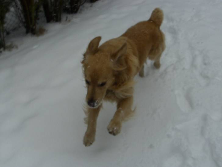 Giani - Golden Retriever Mâle (8 ans)