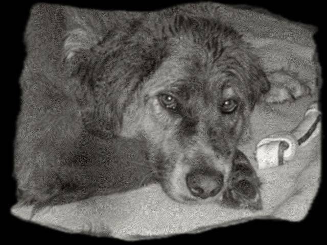 Unix - Golden Retriever (9 ans)