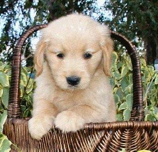 camila - Golden Retriever (4 mois)