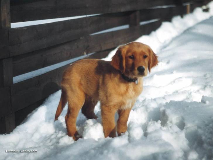 Pikatchu - Golden Retriever Mâle (1 an)
