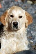 Lucy - Golden Retriever (2 ans)