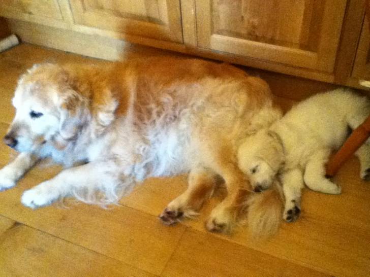 Sadie and Sian - Golden Retriever