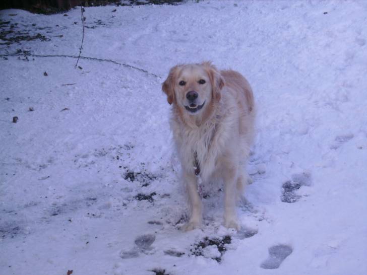 Azor - Golden Retriever Mâle (4 ans)