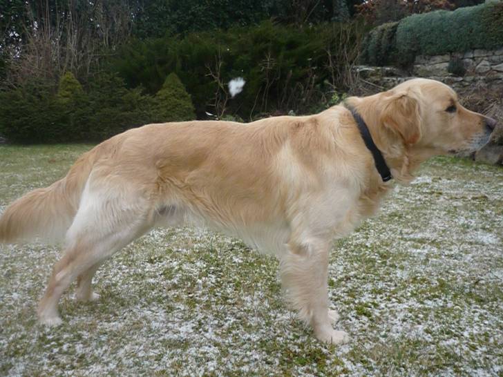 Bosco - Golden Retriever Mâle (3 ans)