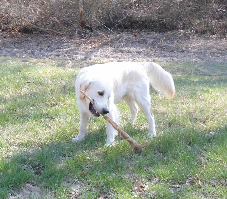 Gibse - Golden Retriever Mâle (1 an)