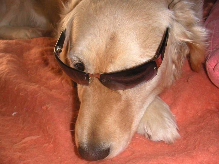 vitu - Golden Retriever (6 ans)