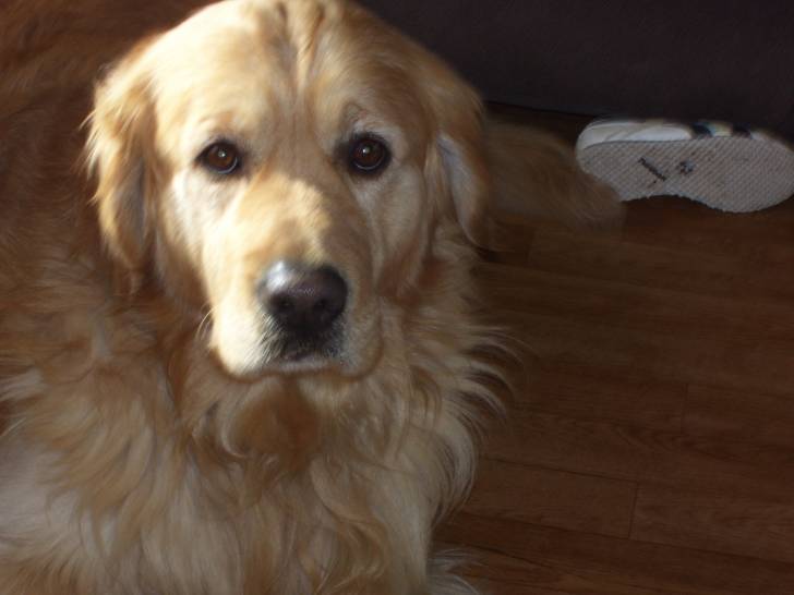 Ulyss - Golden Retriever Mâle (6 ans)