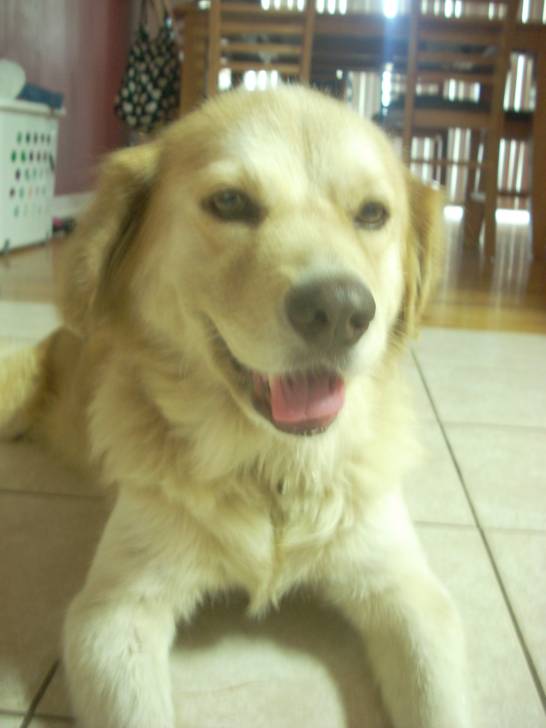 belle - Golden Retriever
