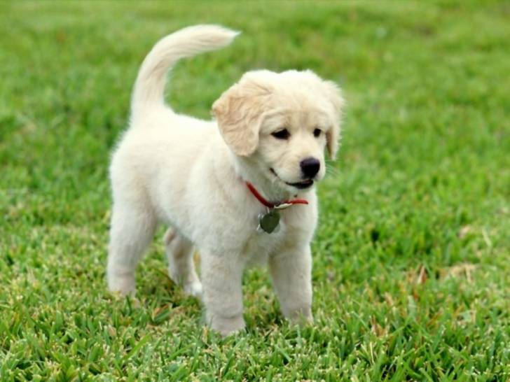 que mono - Golden Retriever