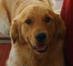 Hunter - Golden Retriever Mâle (1 an)