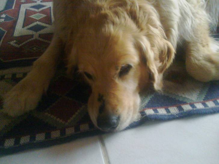 Tessa - Golden Retriever (6 ans)