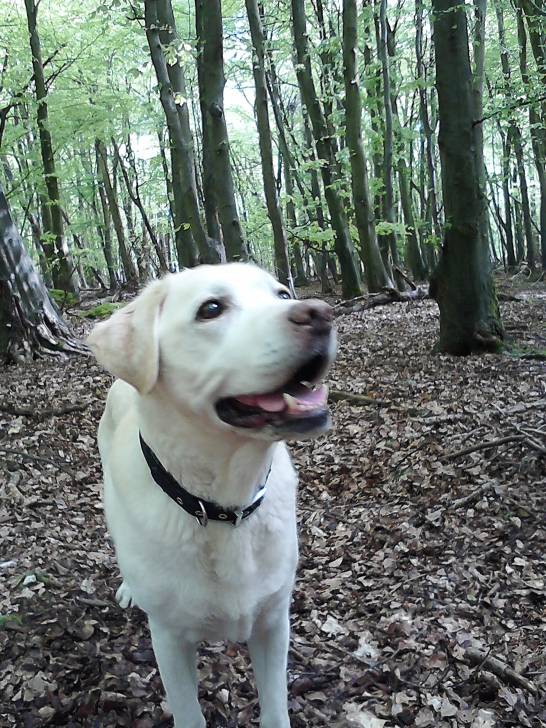 charlie - Golden Retriever Mâle (11 ans)
