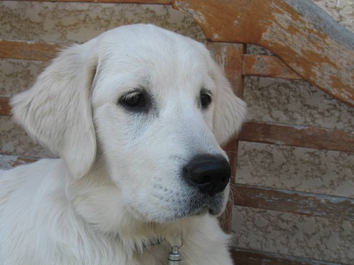 Edelweiss - Golden Retriever (8 mois)
