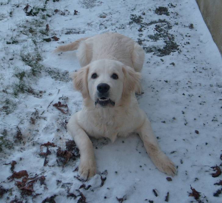 Elvis - Golden Retriever Mâle (7 mois)