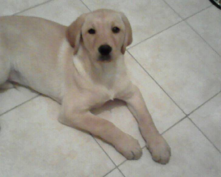 cookie - Golden Retriever Mâle (1 an)