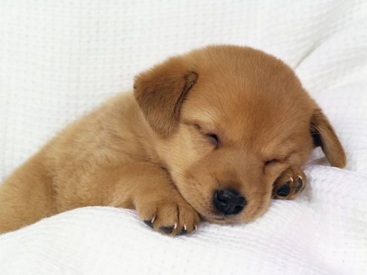 argentinna - Golden Retriever Mâle (4 mois)