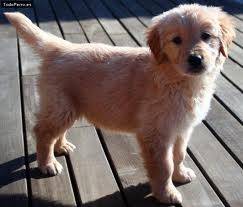 Mia - Golden Retriever (2 mois)