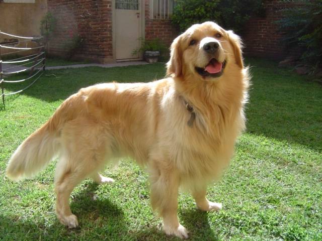 jango - Golden Retriever (2 ans)