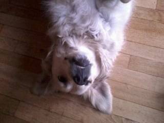 chipie - Golden Retriever (4 ans)