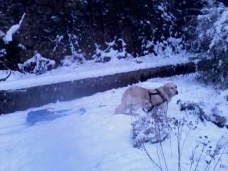 chipie et la luge - Golden Retriever (4 ans)