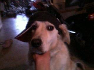 yo chipie - Golden Retriever (4 ans)