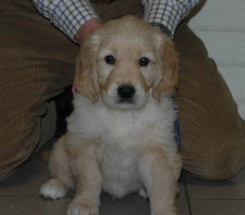 Cooper - Golden Retriever Mâle (2 ans)