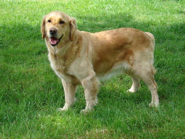 mignon - Golden Retriever
