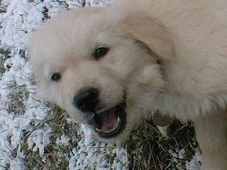 Eiko - Golden Retriever Mâle (2 mois)
