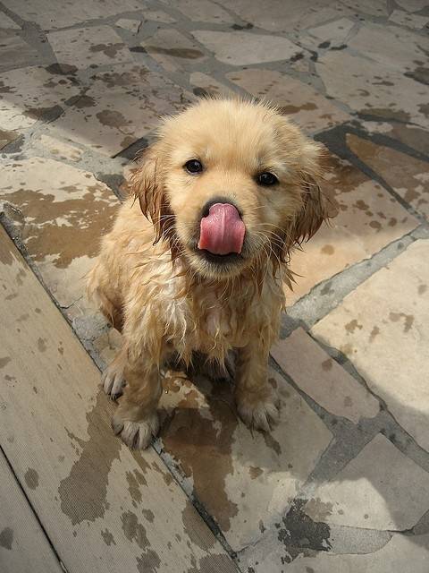 golden girl - Golden Retriever (11 mois)